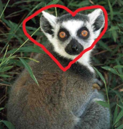 lemur-love