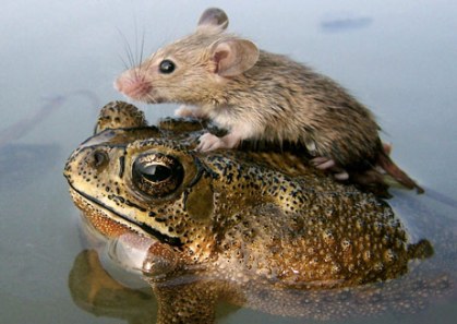 mouse-frog