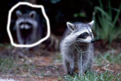 not-mrs-raccoon