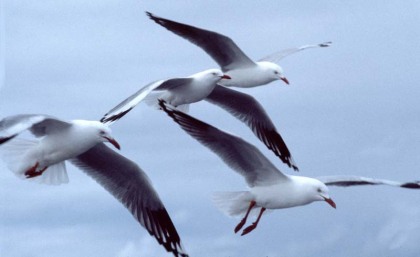 32-silver-gulls-by-chris