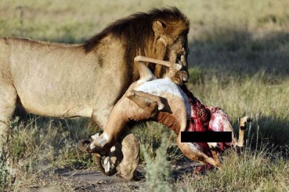 lion-eating-copy